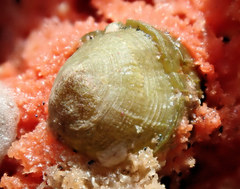 Acastinae