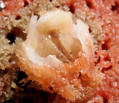 Acastinae