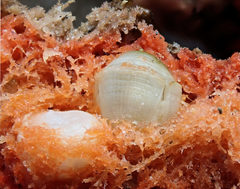 Acastinae