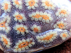 Botrylloides perspicuus
