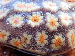 Botrylloides perspicuus