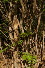 Millettia mossambicensis