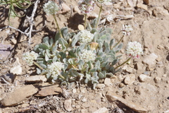 Eriogonum gracilipes