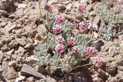 Eriogonum gracilipes