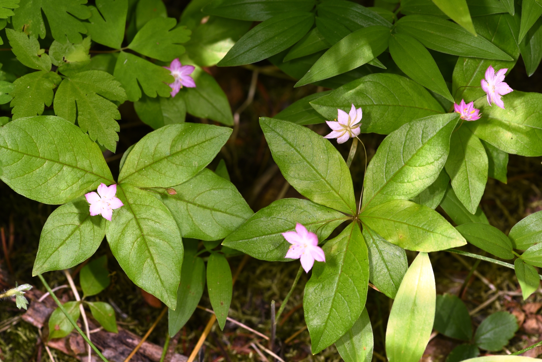 Trientalis latifolia
