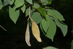 Millettia mossambicensis