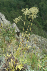 Valeriana rossica