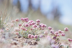 Eriogonum gracilipes