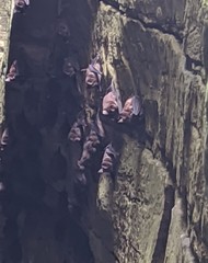 Hipposideros armiger terasensis