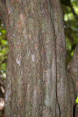 Millettia mossambicensis