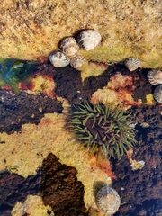 Aulactinia