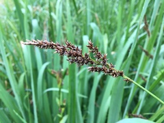 Carex paniculata