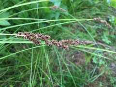 Carex paniculata
