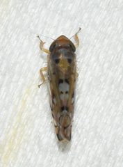 Scaphoideus opalinus