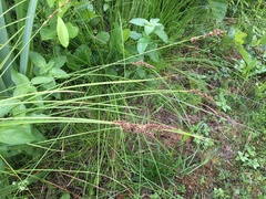 Carex paniculata