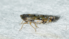 Scaphoideus opalinus