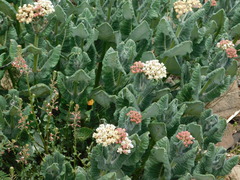 Asclepias notha