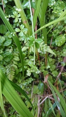 Galium formosense