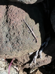 Cryptoblepharus eximius