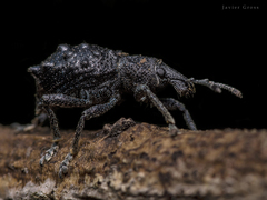 Megalometis spinifer