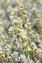 Artemisia rothrockii