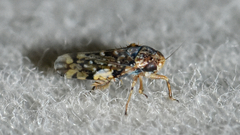Xestocephalus tessellatus