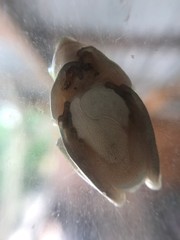 Hyla cinerea