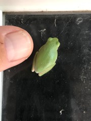 Hyla cinerea