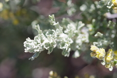 Artemisia rothrockii