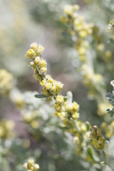 Artemisia rothrockii