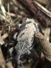 Listroderes difficilis