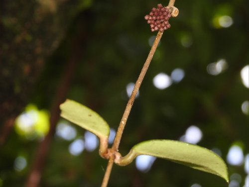 Hoya carnosa