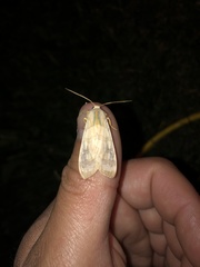 Halysidota tessellaris