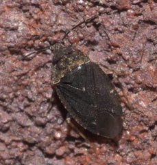 Peritropis saldaeformis