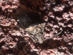 Peritropis saldaeformis