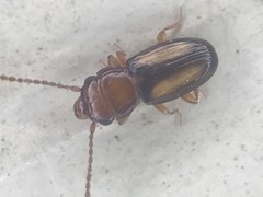 Laemophloeus terminalis