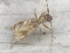 Obrium maculatum