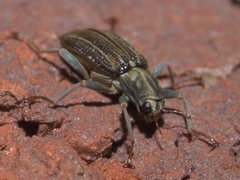 Stenelmis