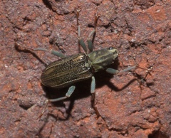 Stenelmis