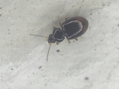 Elaphropus