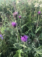 Cirsium heterophyllum