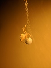 Uloborus diversus