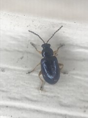 Lysathia ludoviciana