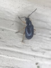 Lysathia ludoviciana