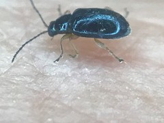 Lysathia ludoviciana