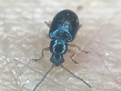 Lysathia ludoviciana