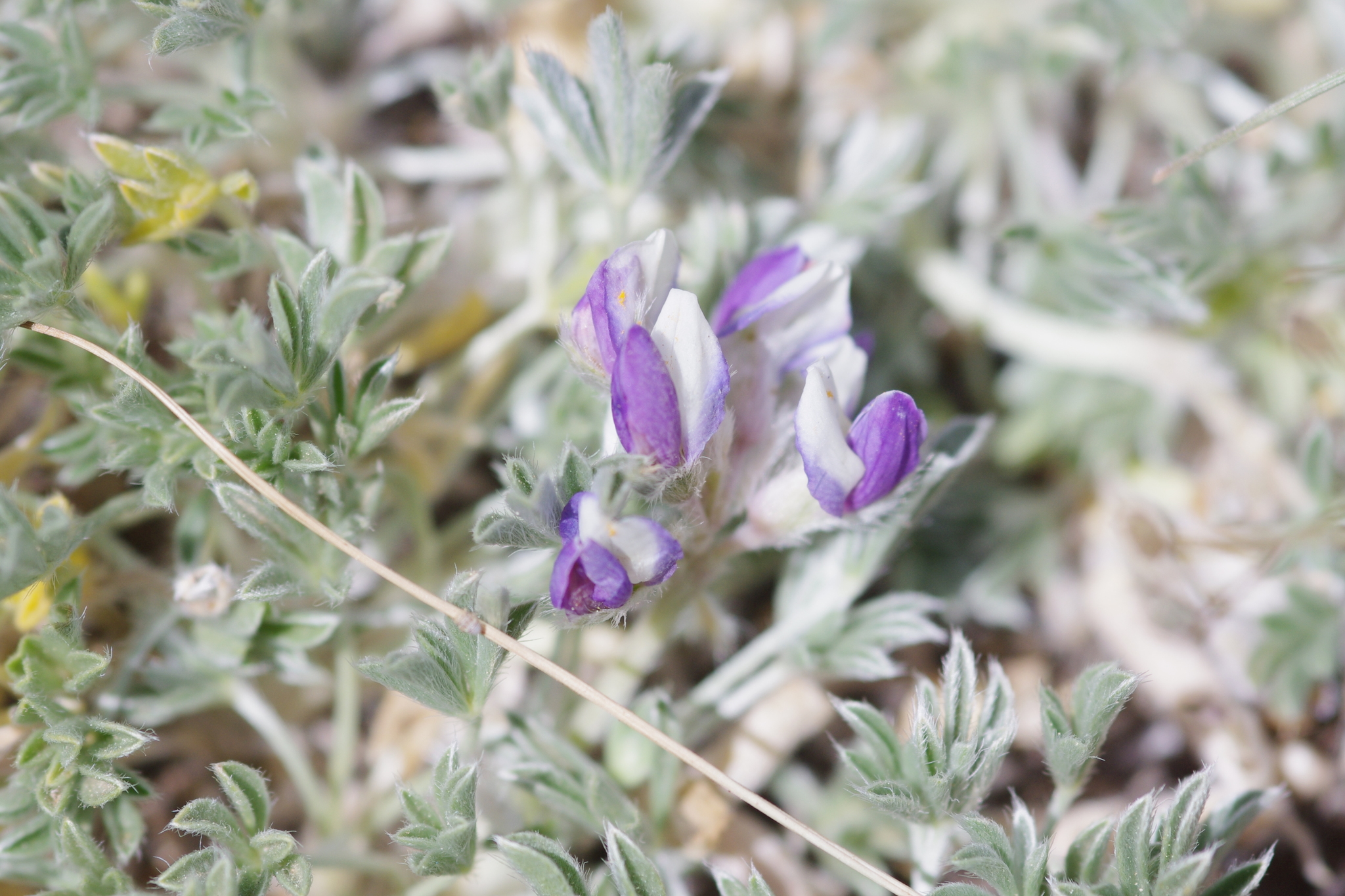 Lupinus breweri var. bryoides