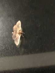 Apilocrocis brumalis