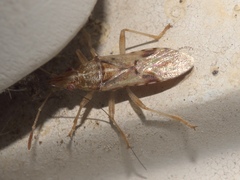 Belonochilus numenius