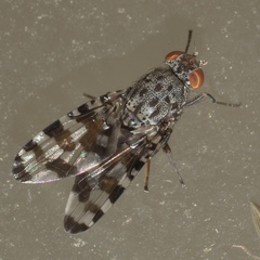 Pseudotephritis approximata